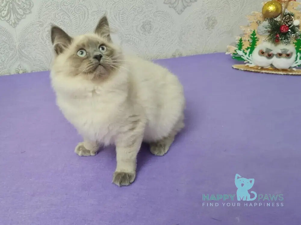 Xia Ying Siberian female blue pointed live animals