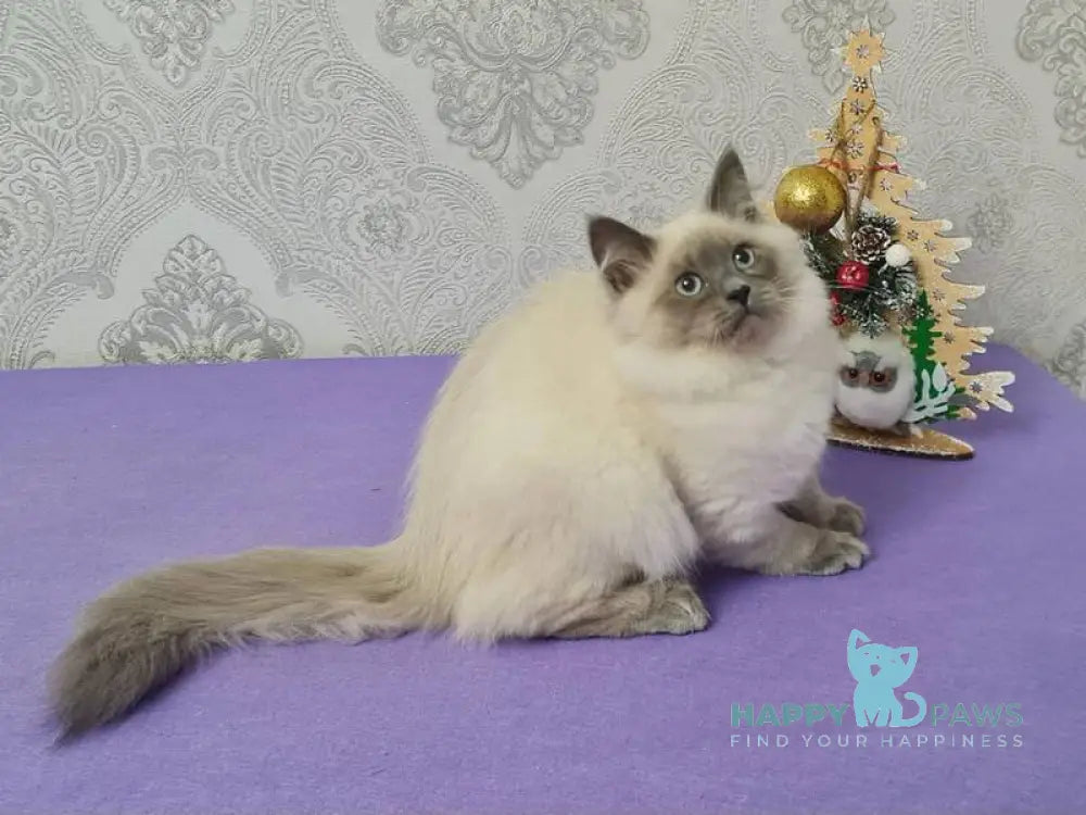 Xia Ying Siberian female blue pointed live animals