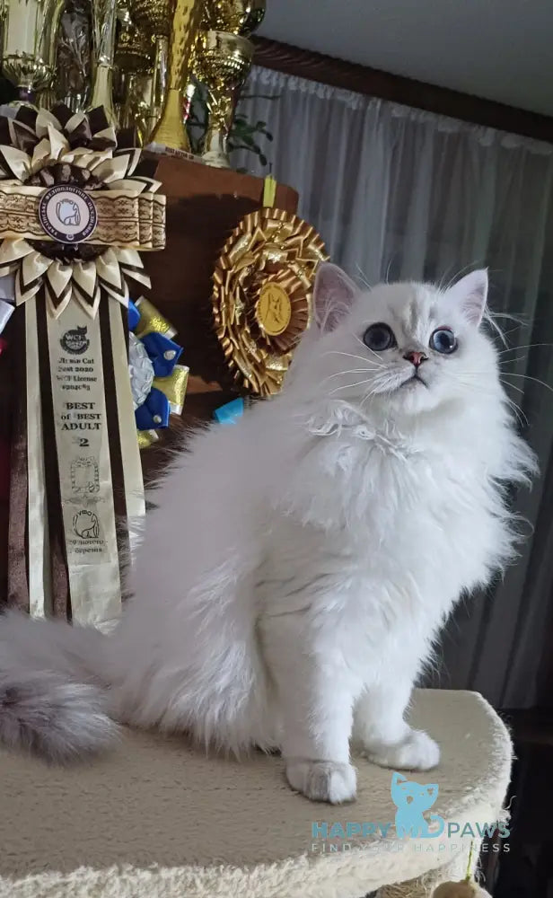 Xialon Scottish Straight Male Black Silver Shaded Pointed Live Animals