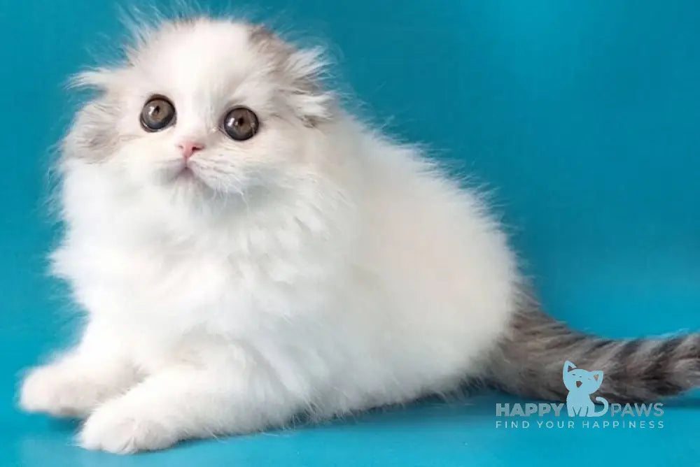 Xiana Scottish Fold female black silver tabby van live animals