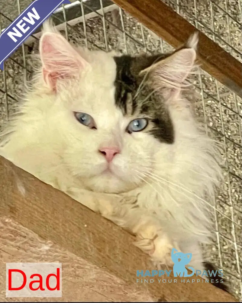 Xiao Maine Coon male black with white live animals