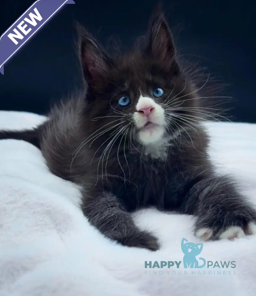 Xiao Maine Coon male black with white live animals