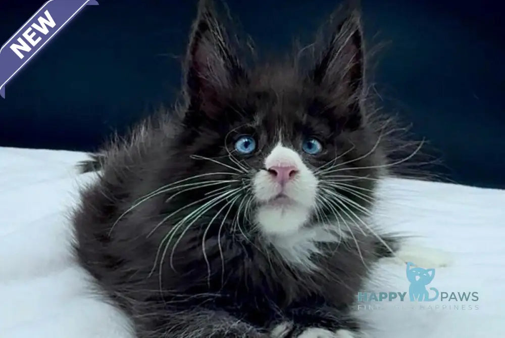 Xiao Maine Coon male black with white live animals