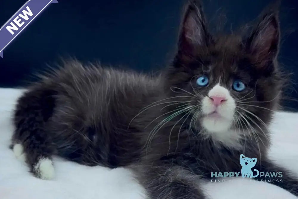 Xiao Maine Coon male black with white live animals