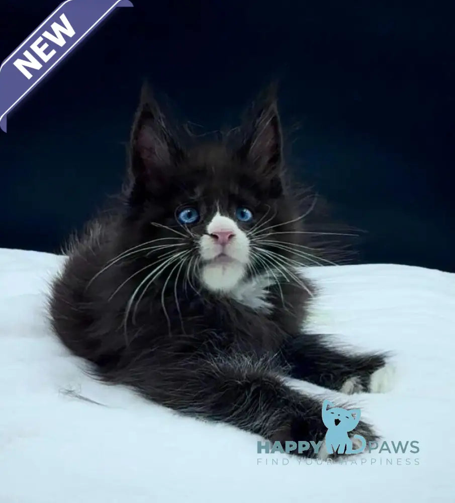 Xiao Maine Coon male black with white live animals