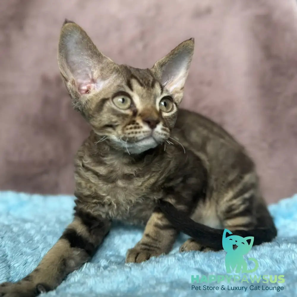 Xiaomi Devon Rex male chocolate tabby - live animals