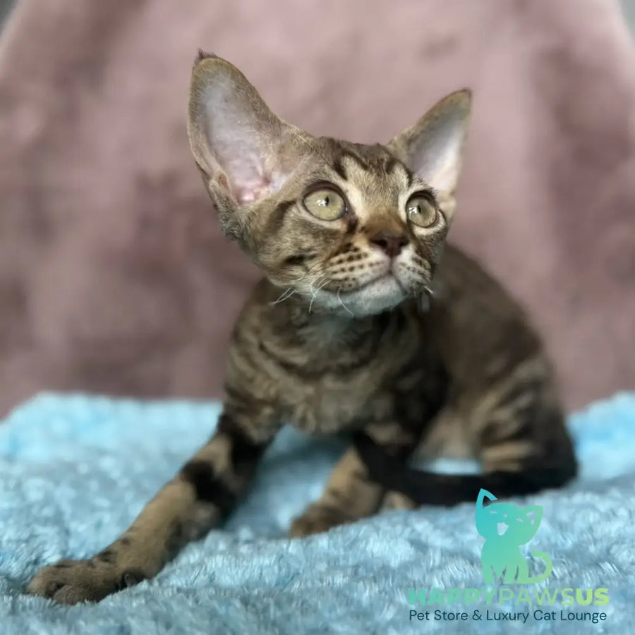 Xiaomi Devon Rex male chocolate tabby - live animals