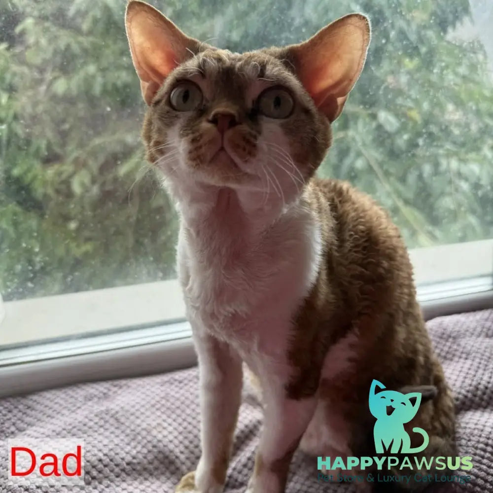 Xiaomi Devon Rex male chocolate tabby - live animals