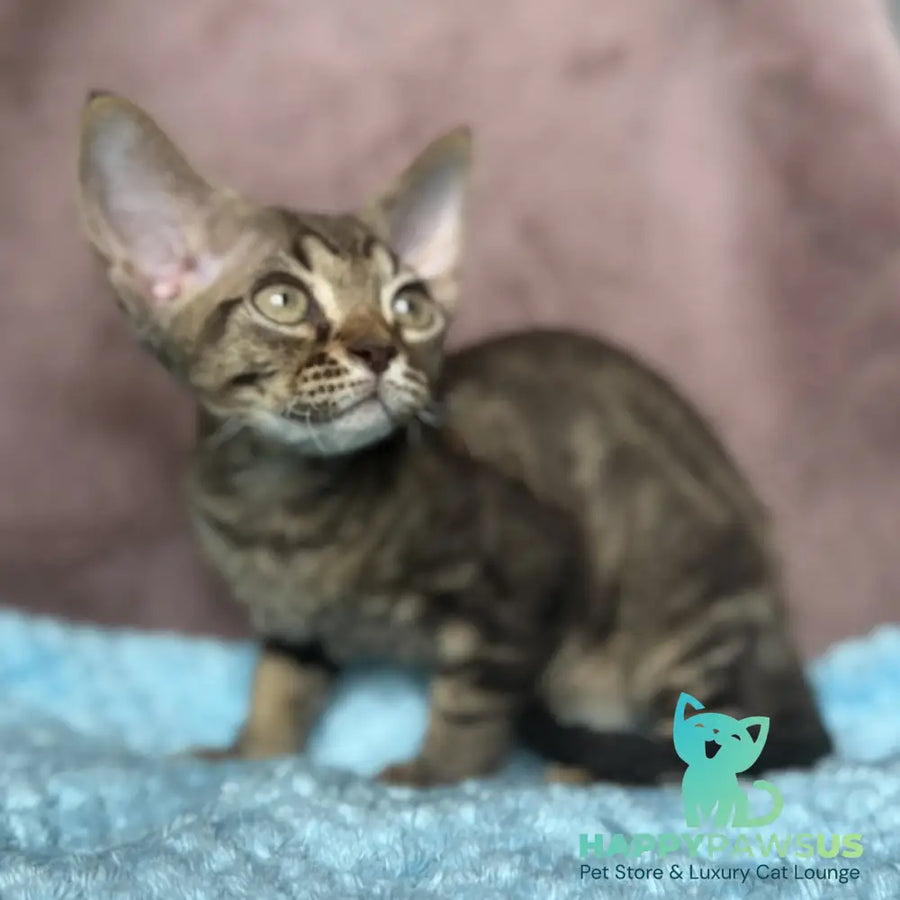 Xiaomi Devon Rex male chocolate tabby - live animals