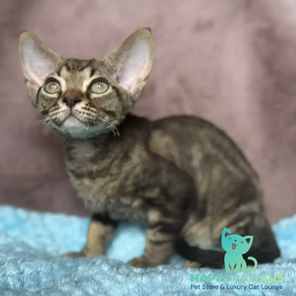 Xiaomi Devon Rex male chocolate tabby - live animals