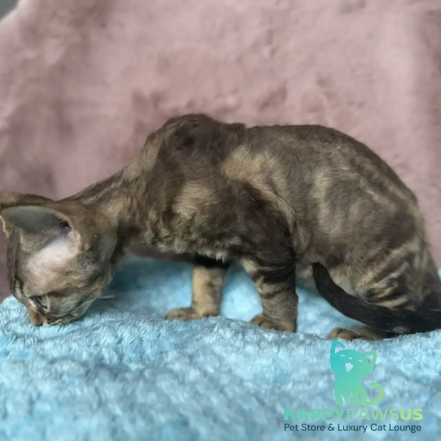 Xiaomi Devon Rex male chocolate tabby - live animals