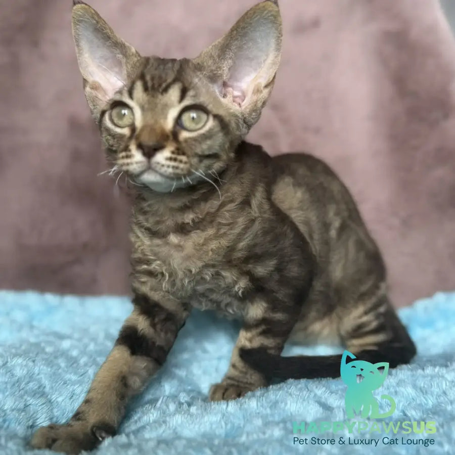 Xiaomi Devon Rex male chocolate tabby - live animals