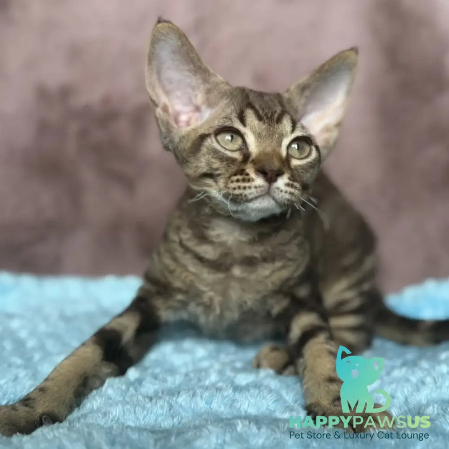 Xiaomi Devon Rex male chocolate tabby - live animals
