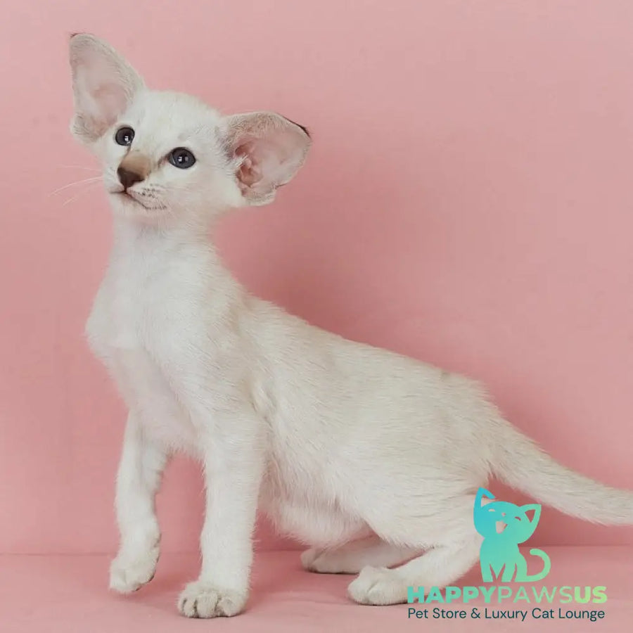 Xiaomi Siamese female chocolate tabby - live animals