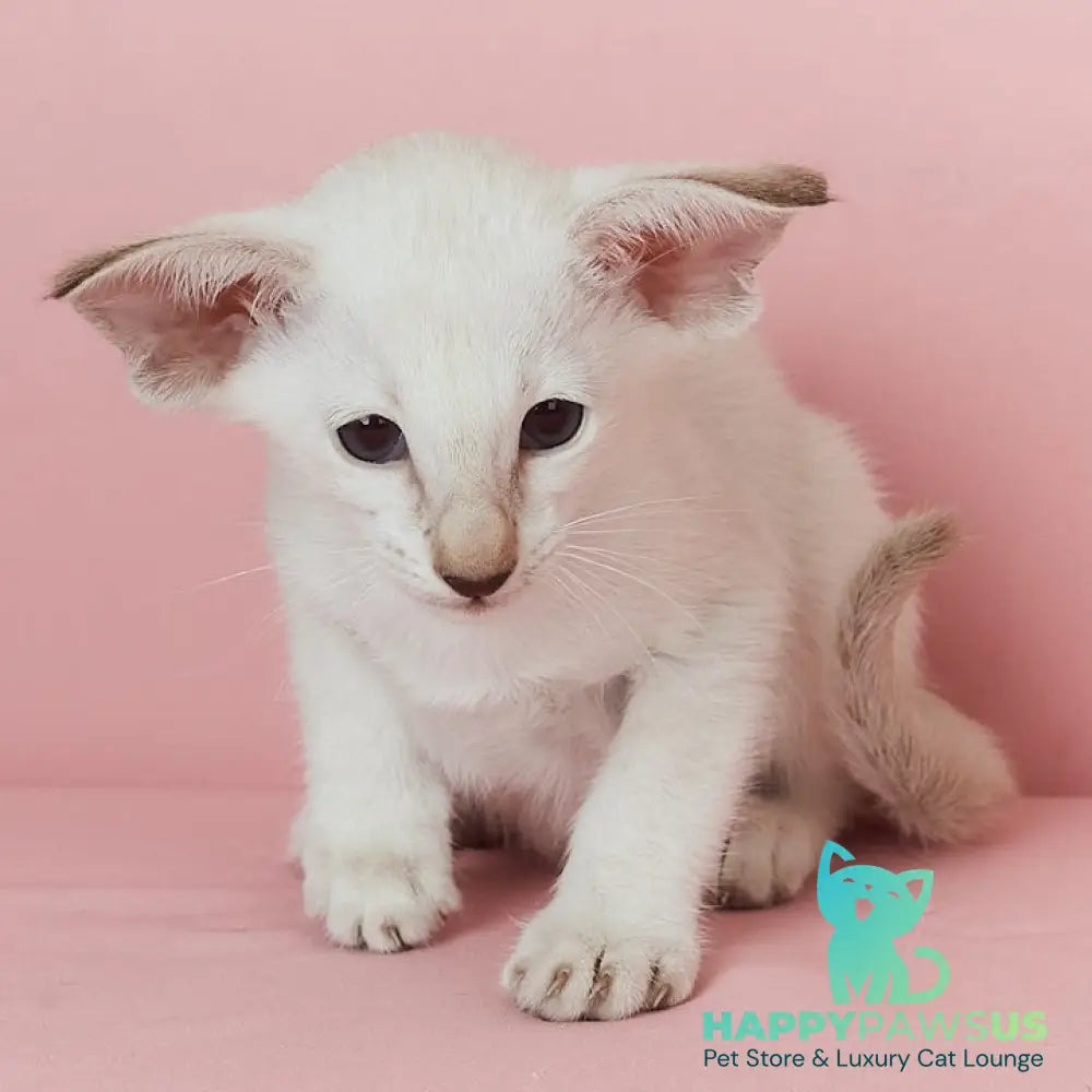 Xiaomi Siamese female chocolate tabby - live animals