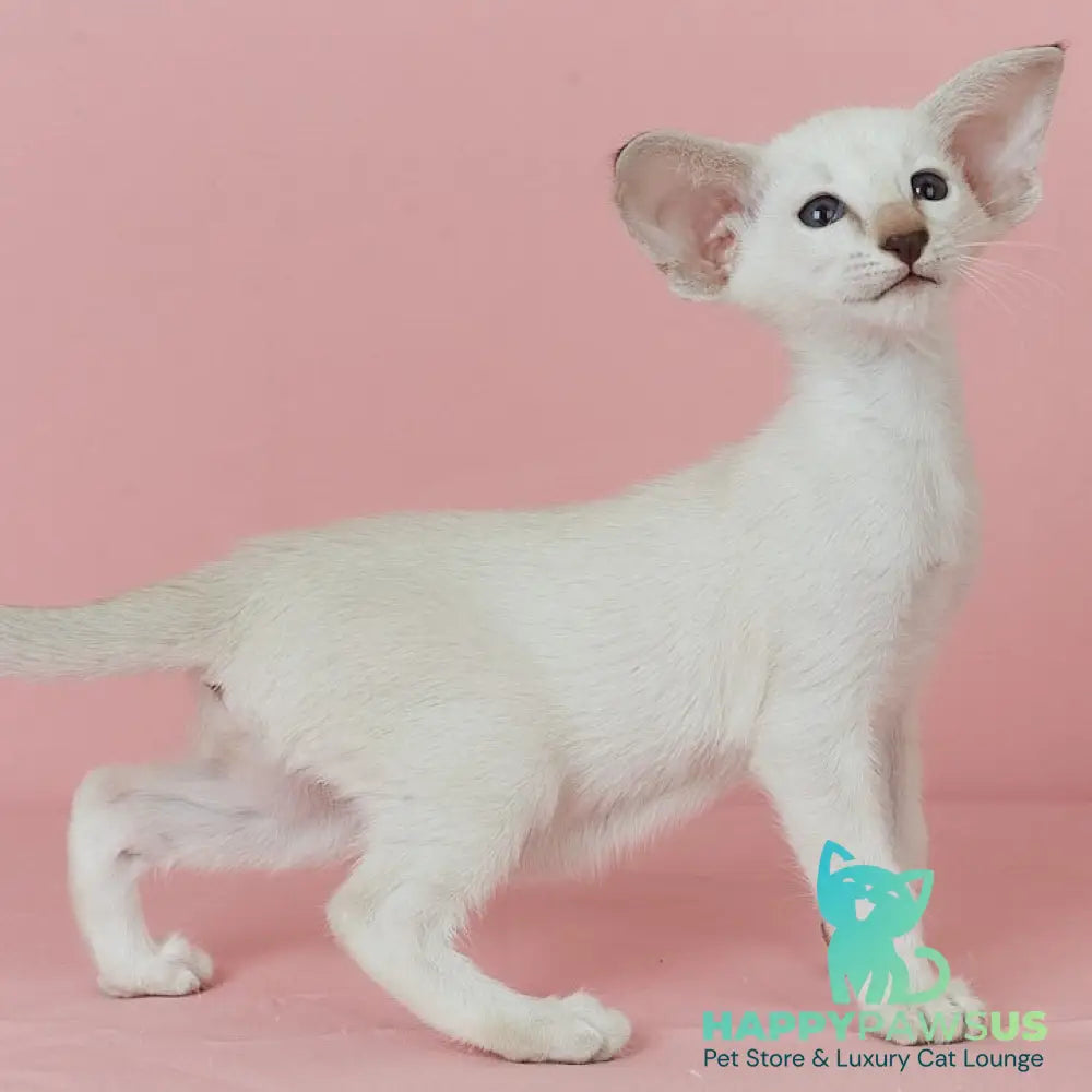 Xiaomi Siamese female chocolate tabby - live animals
