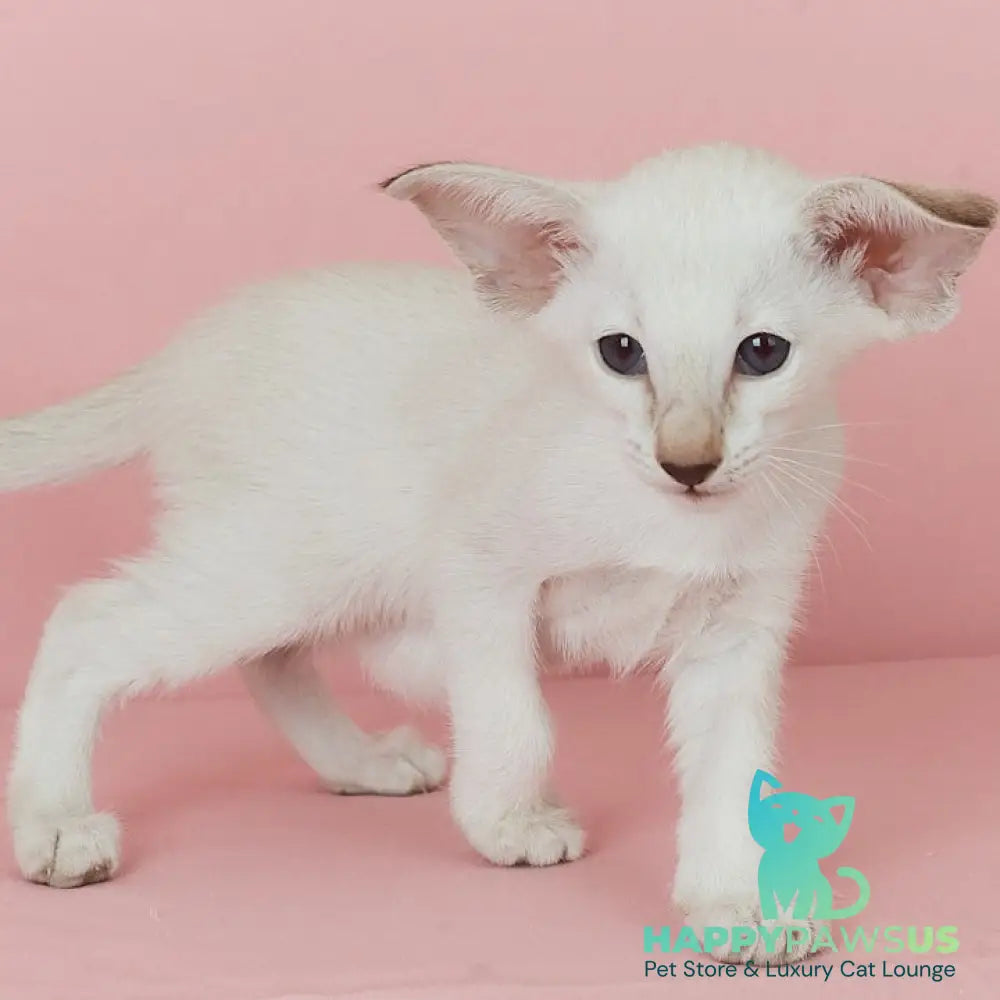 Xiaomi Siamese female chocolate tabby - live animals