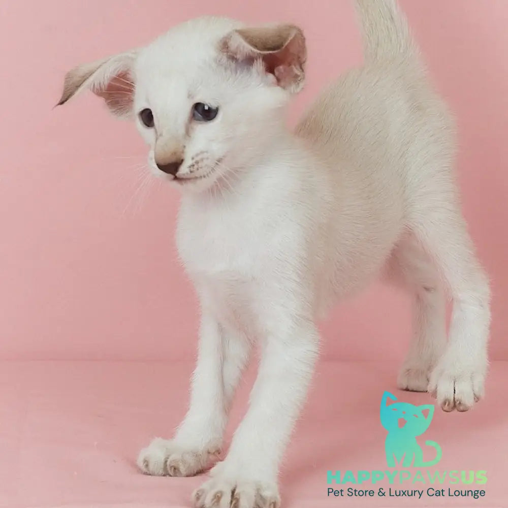 Xiaomi Siamese female chocolate tabby - live animals