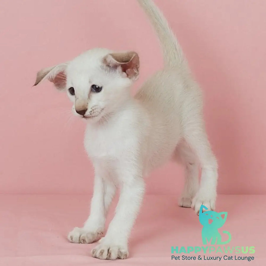 Xiaomi Siamese female chocolate tabby - live animals