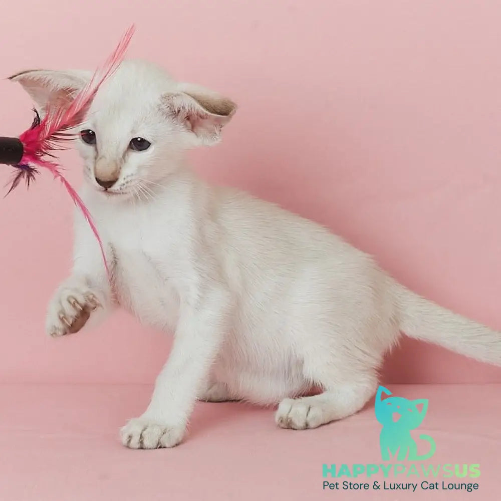 Xiaomi Siamese female chocolate tabby - live animals