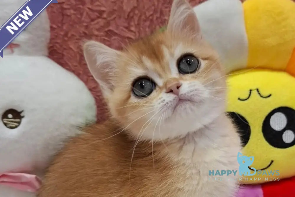 Xiaomy Scottish Straight female black golden chinchilla - live animals
