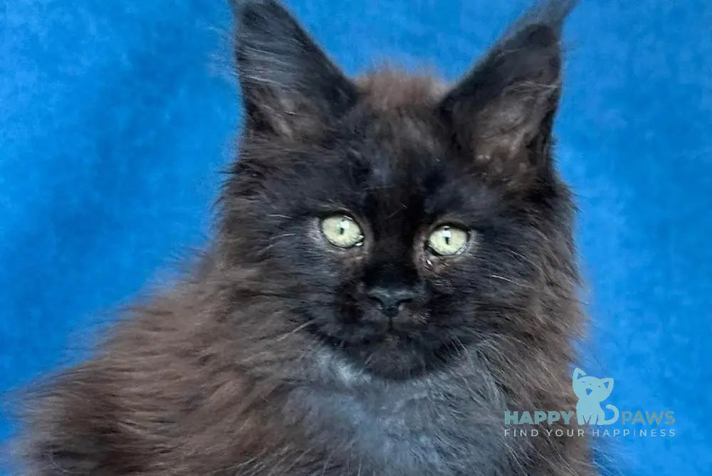 Xiberia Maine Coon female black live animals