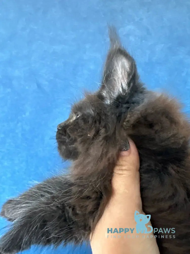 Xiberia Maine Coon female black live animals