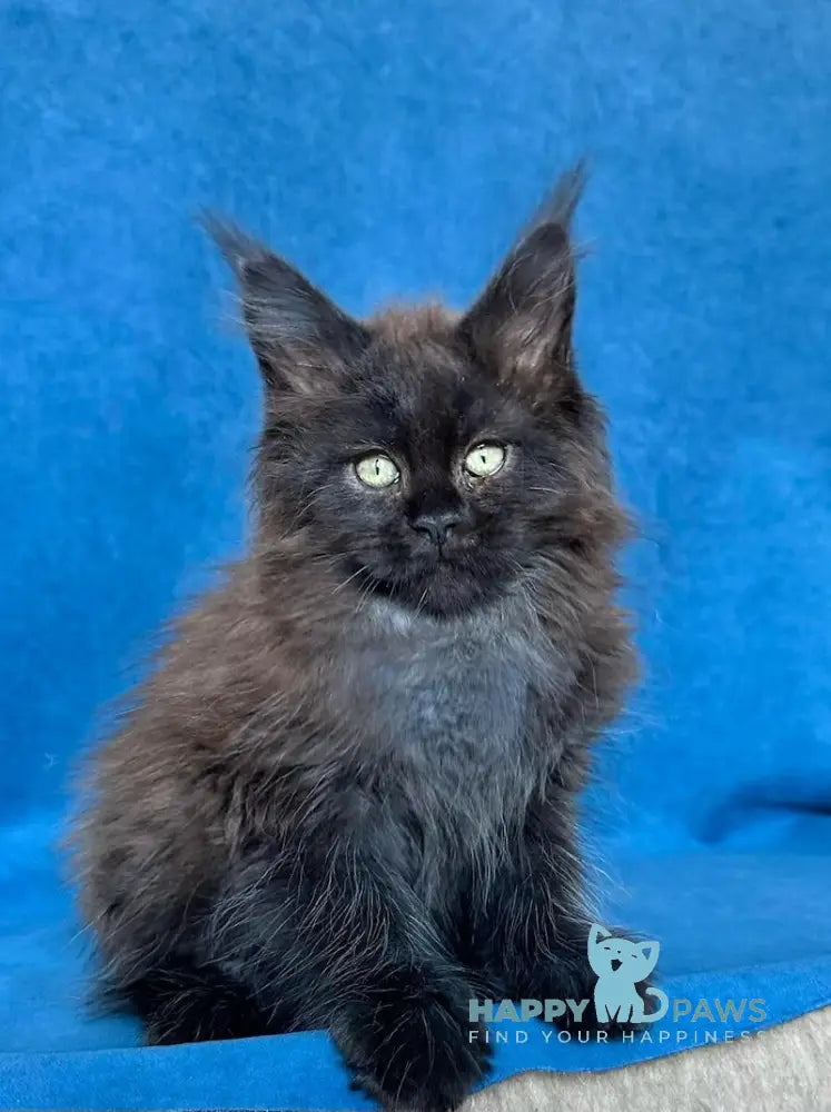 Xiberia Maine Coon female black live animals