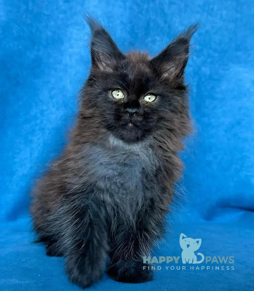 Xiberia Maine Coon female black live animals