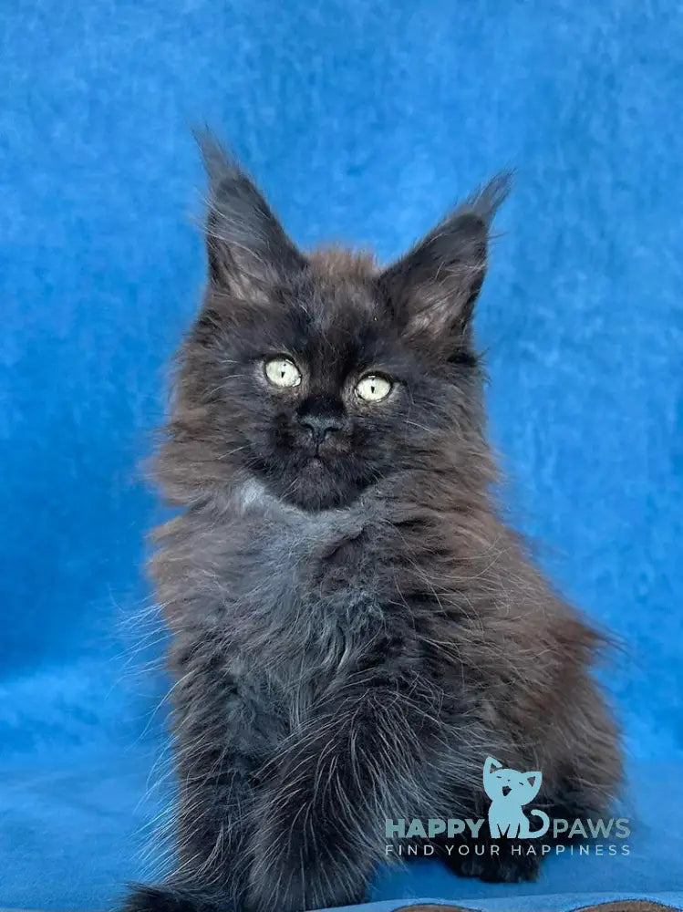 Xiberia Maine Coon female black live animals