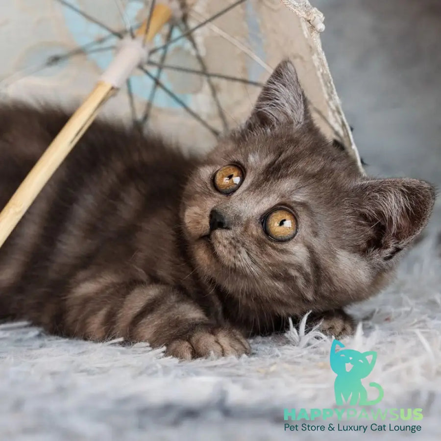 Xim Scottish Straight male black silver - live animals