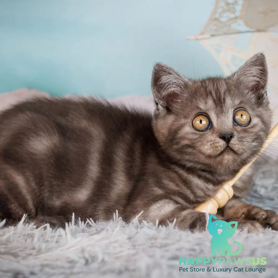 Xim Scottish Straight male black silver - live animals