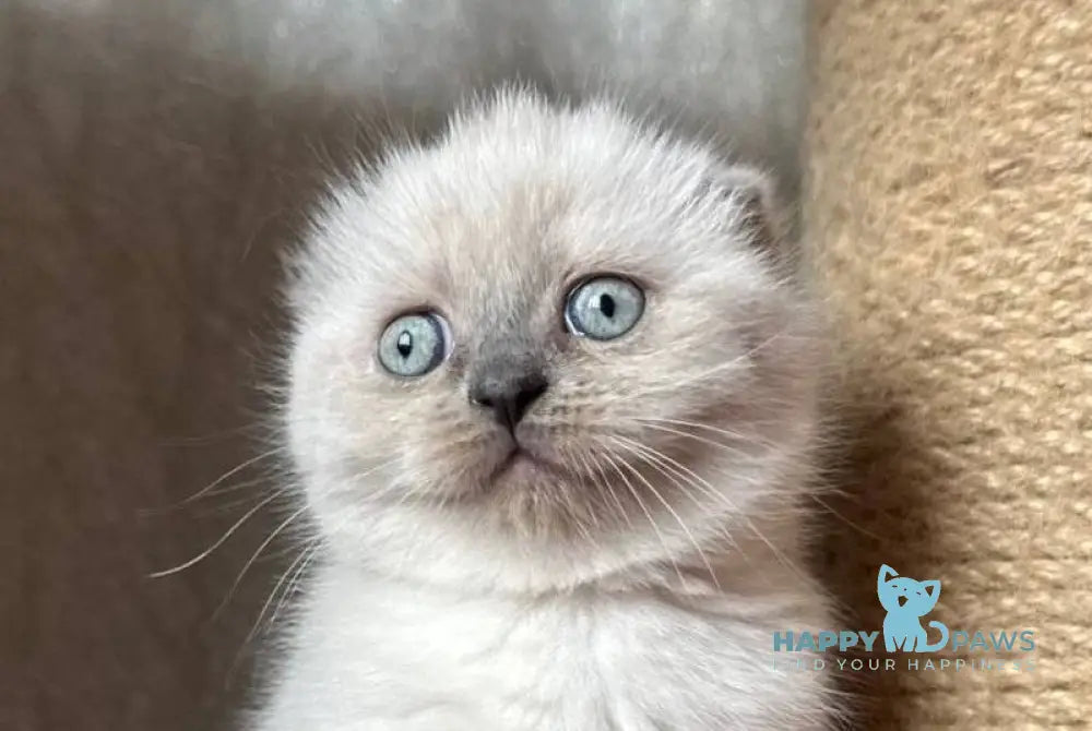 Xima Scottish Fold female blue pointed live animals