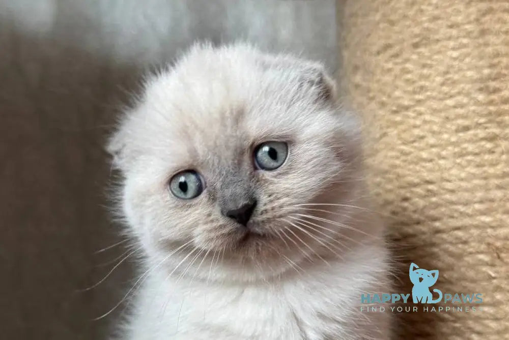 Xima Scottish Fold female blue pointed live animals