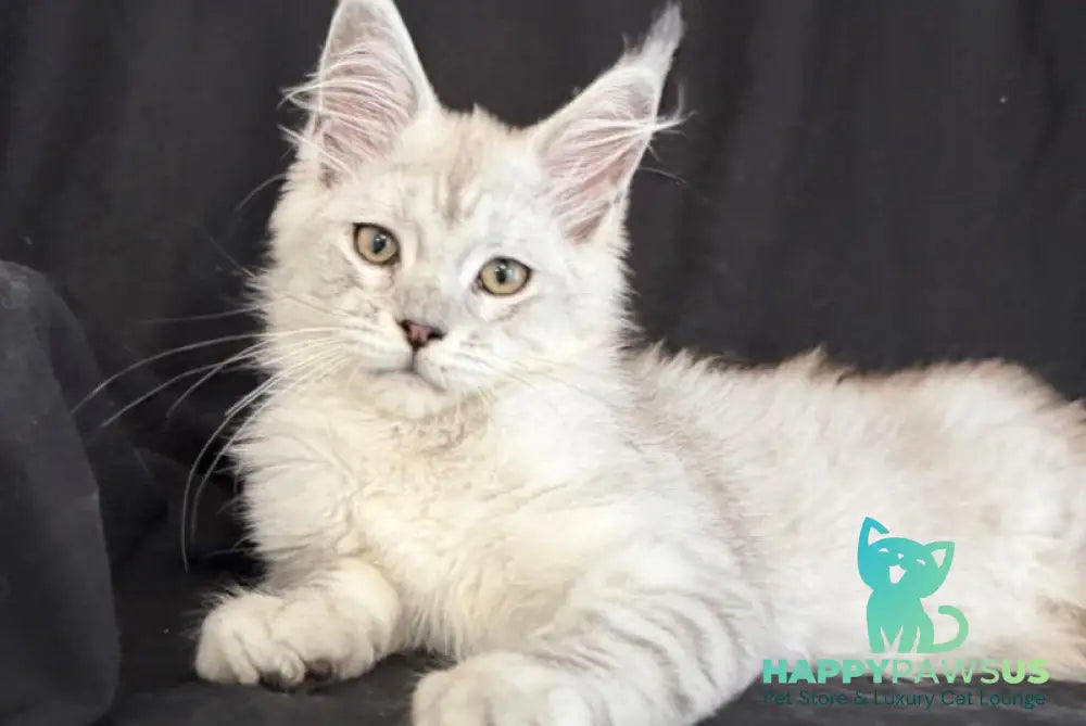 Ximas Maine Coon male black silver shaded - live animals