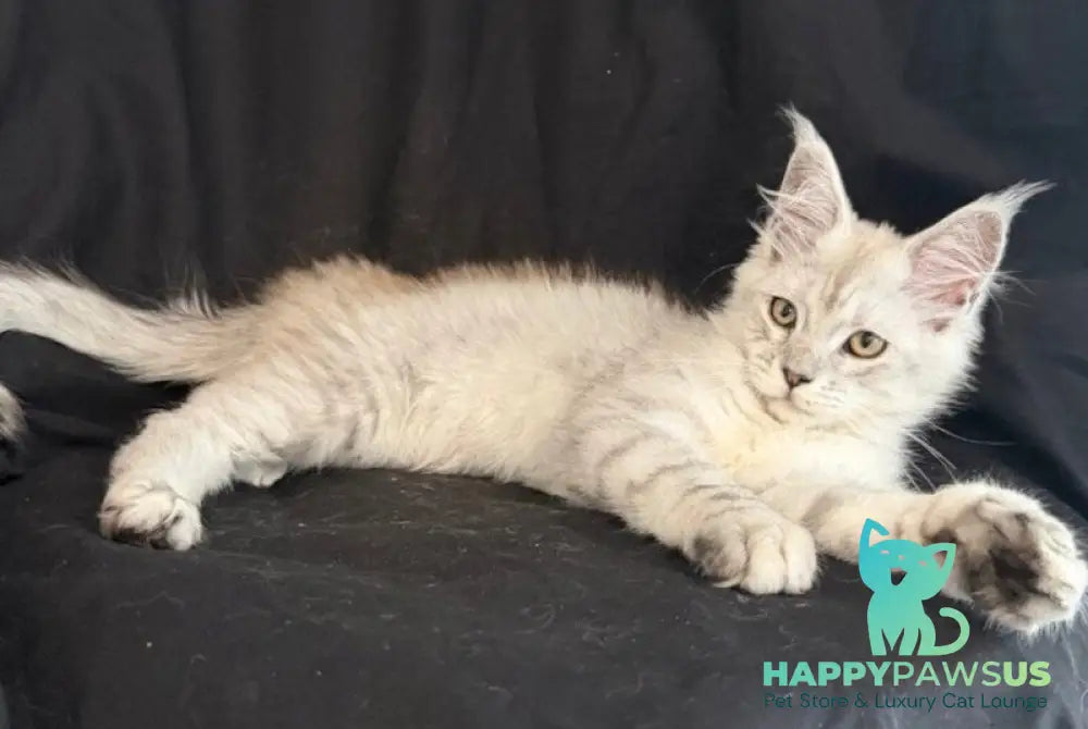 Ximas Maine Coon male black silver shaded - live animals