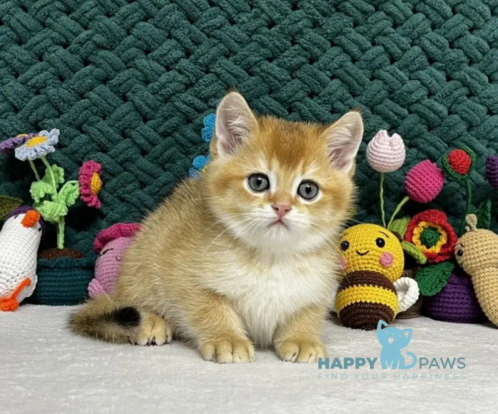 Ximen Scottish Fold male black golden chinchilla live animals