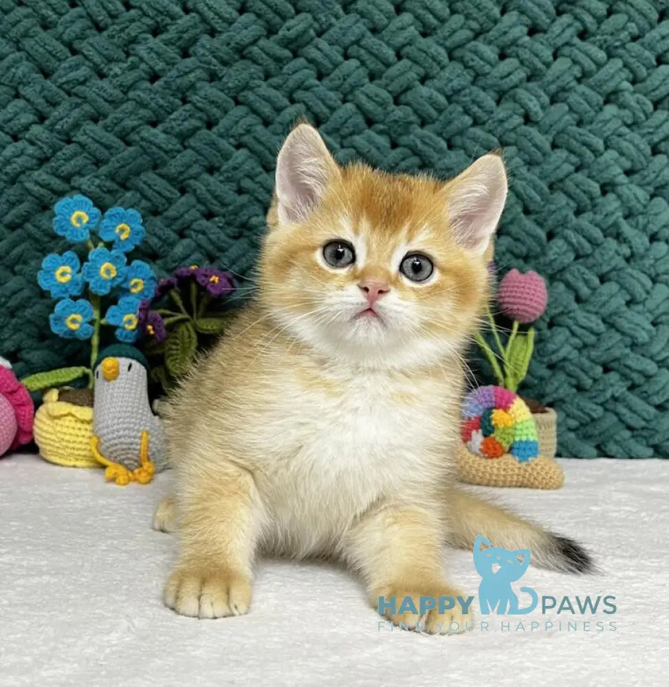 Ximen Scottish Fold male black golden chinchilla live animals