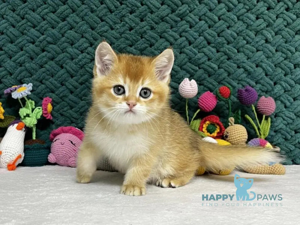 Ximen Scottish Fold male black golden chinchilla live animals
