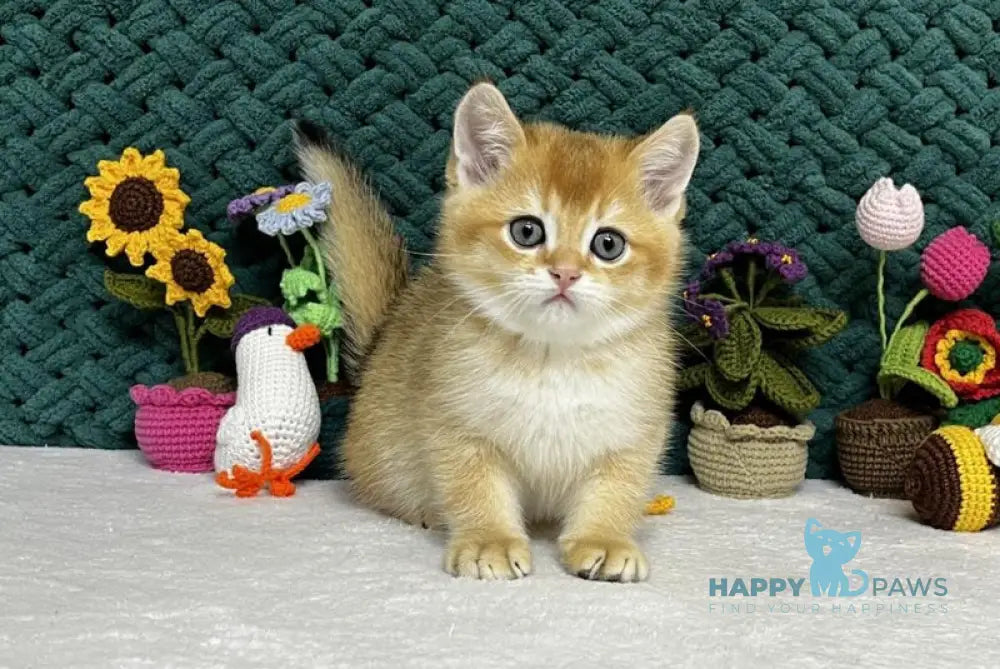 Ximen Scottish Fold male black golden chinchilla live animals