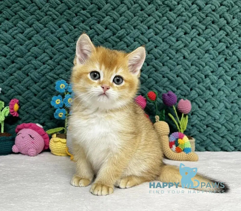 Ximen Scottish Fold male black golden chinchilla live animals