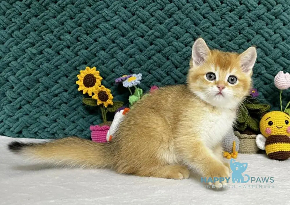 Ximen Scottish Fold male black golden chinchilla live animals