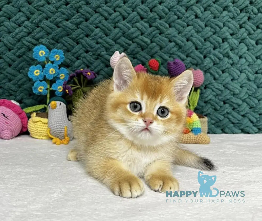 Ximen Scottish Fold male black golden chinchilla live animals