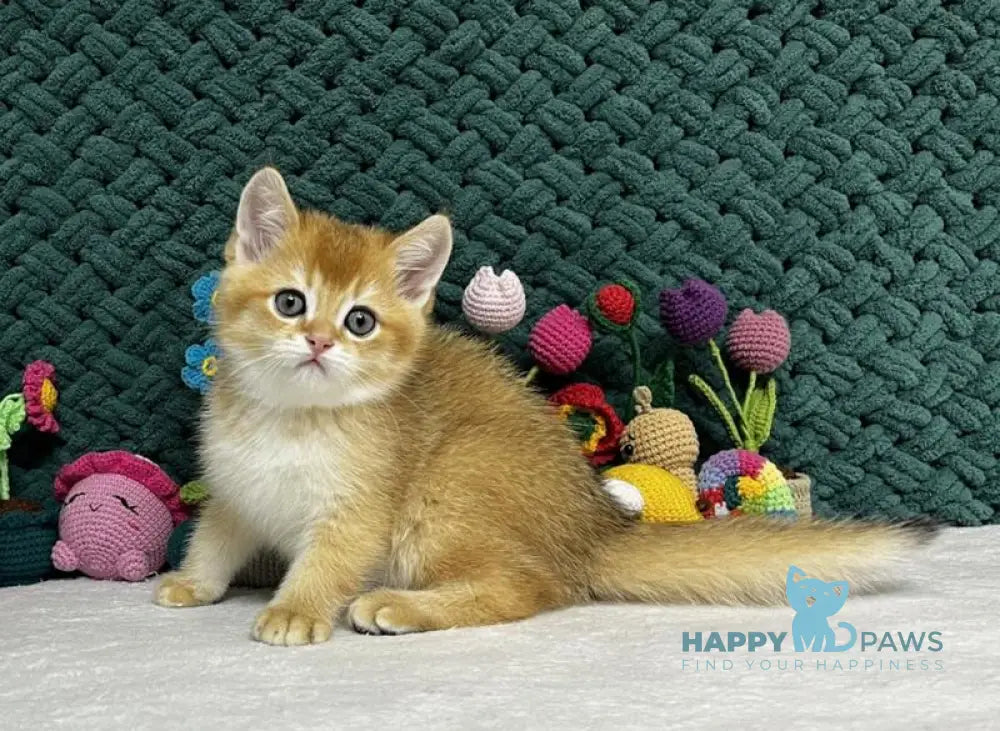 Ximen Scottish Fold male black golden chinchilla live animals