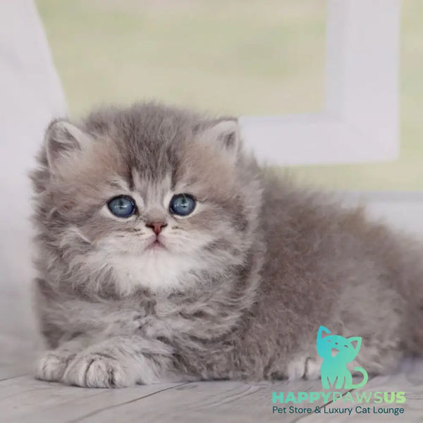 Ximena British Longhair female blue golden shaded - live animals