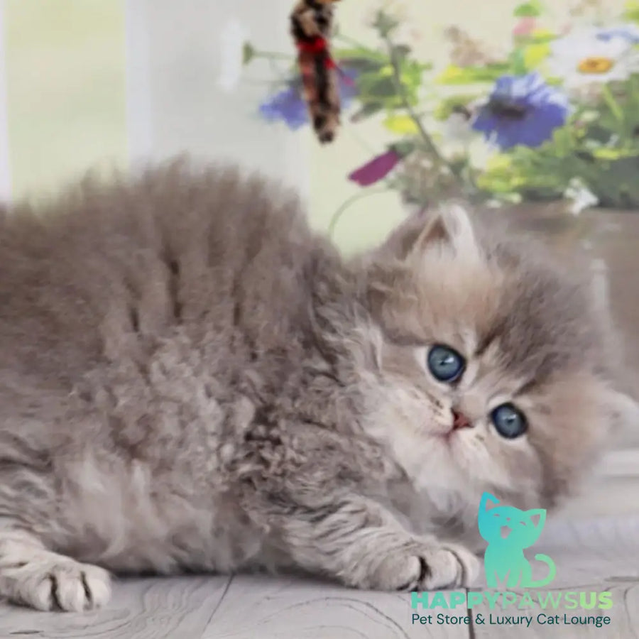 Ximena British Longhair female blue golden shaded - live animals
