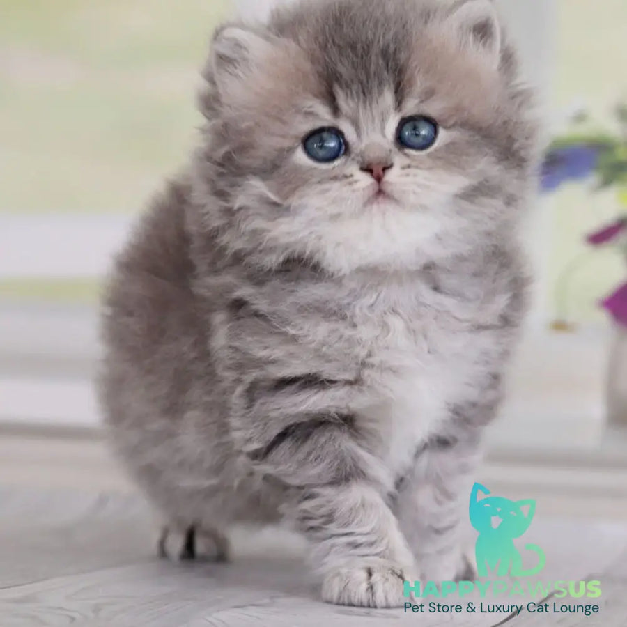 Ximena British Longhair female blue golden shaded - live animals