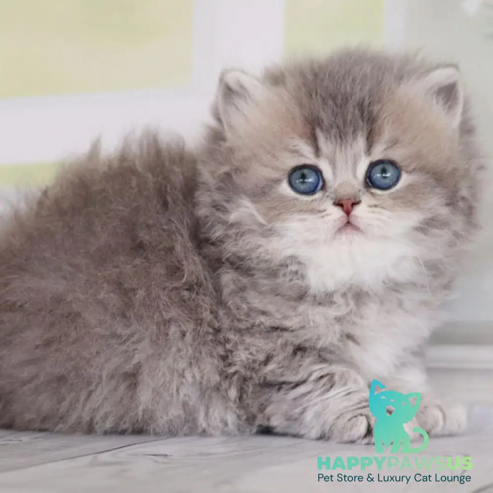 Ximena British Longhair female blue golden shaded - live animals