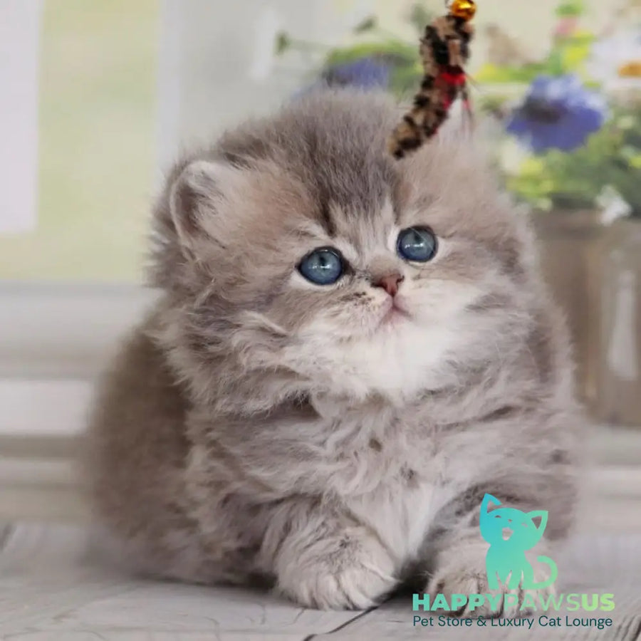 Ximena British Longhair female blue golden shaded - live animals