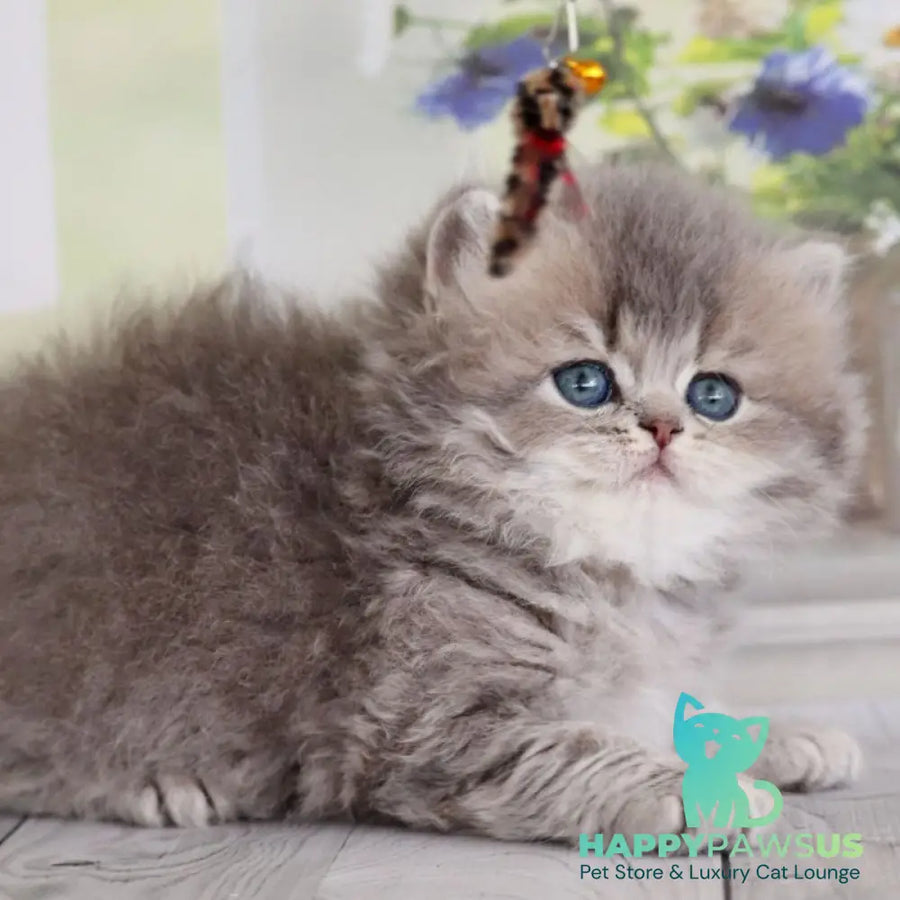 Ximena British Longhair female blue golden shaded - live animals